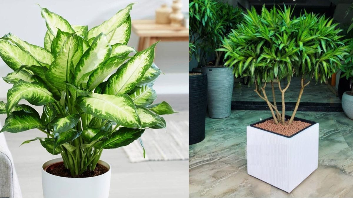 Các loại cây cảnh như Lan Ý, Trúc Nhật với lá màu trắng, bạc phù hợp với tuổi Sửu 1985