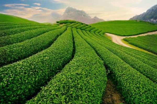 Cảnh đẹp vùng chè Thái Nguyên