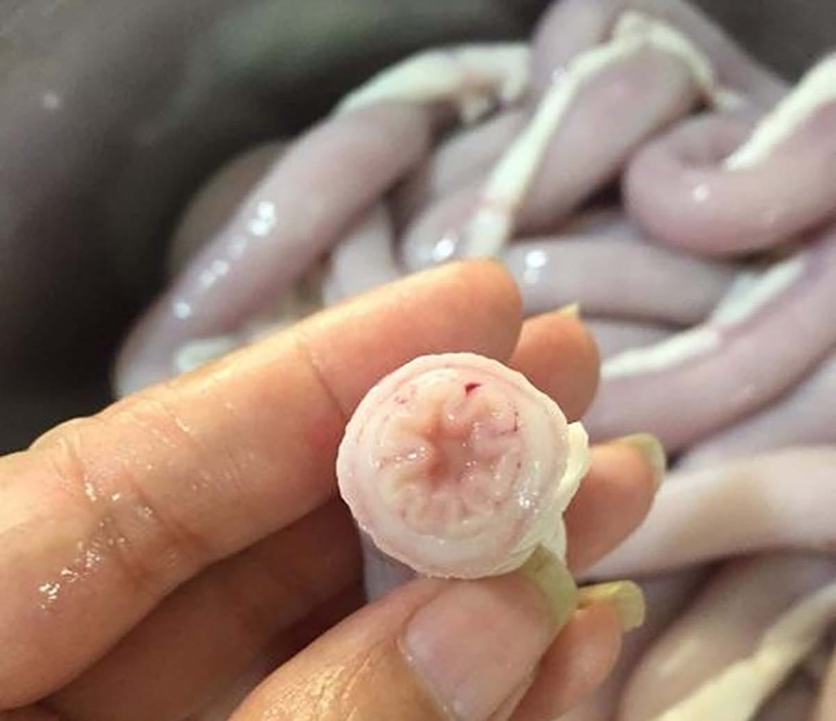 Quá trình làm sạch lòng xe điếu bằng bột mì và chanh, đảm bảo vệ sinh