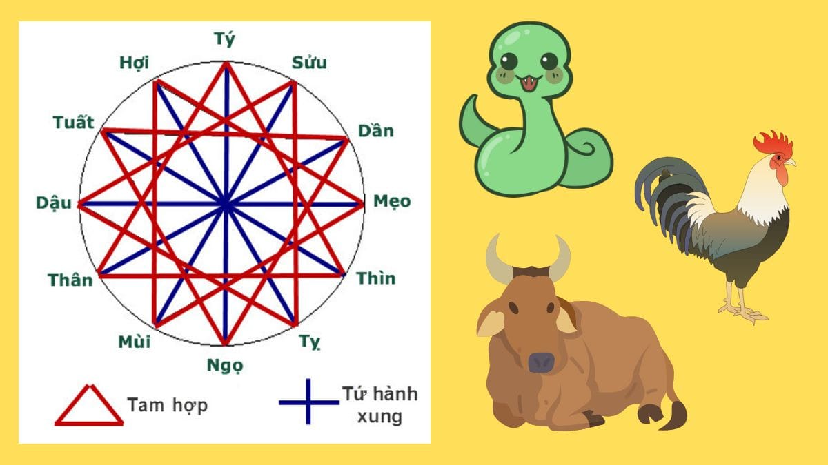 Tuổi Tỵ, Dậu, Sửu thuộc nhóm tam hợp, rất phù hợp với người sinh năm 1985